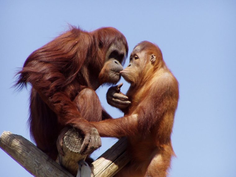 Поцелуй обезьяны