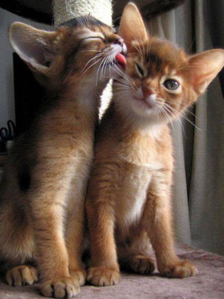 Котята лижутся