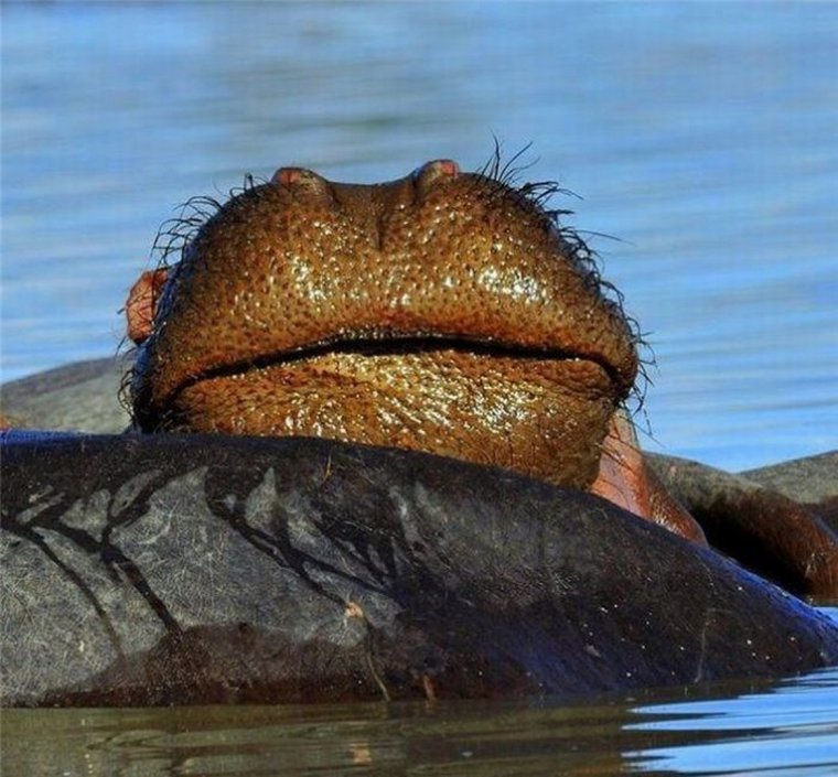 Губы бегемота