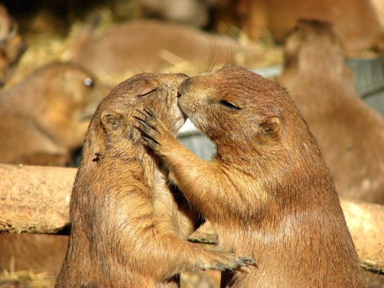 Животные обнимаются