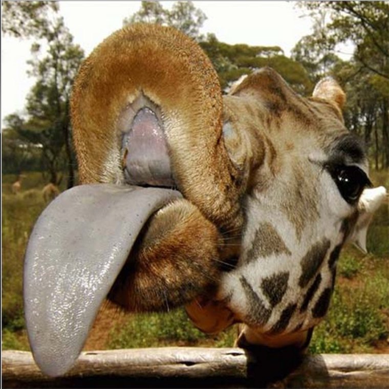 Язык жирафа