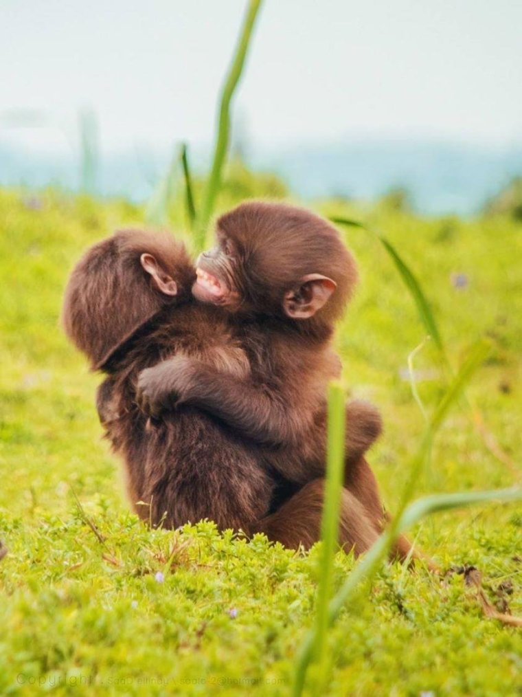 Влюбленные обезьяны