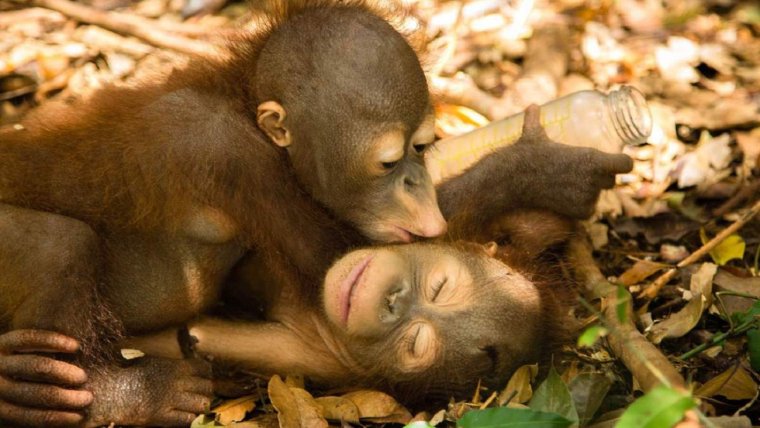 Обезьяны любовь