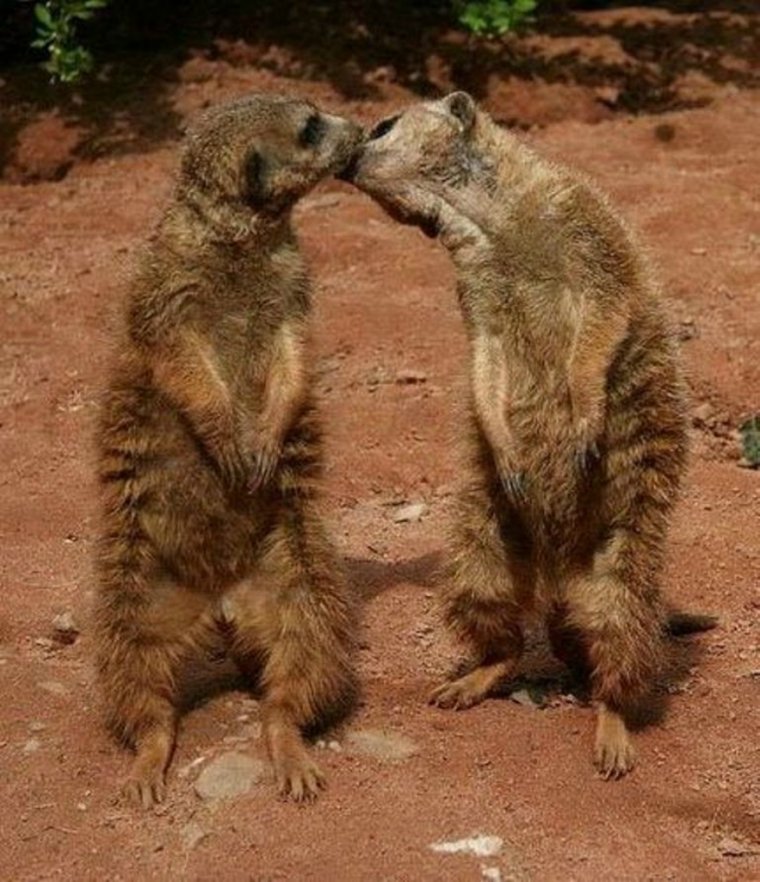 Животные целуются