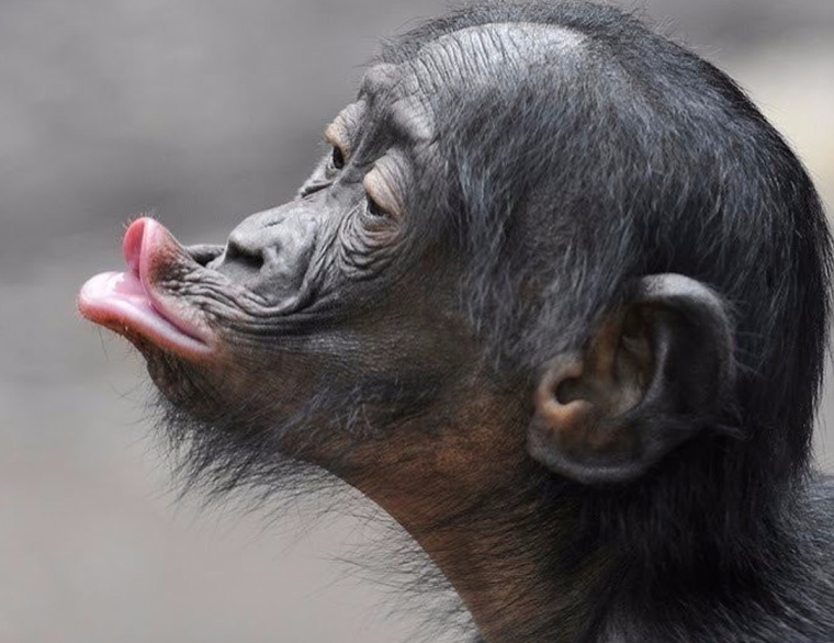 Обезьяна целует