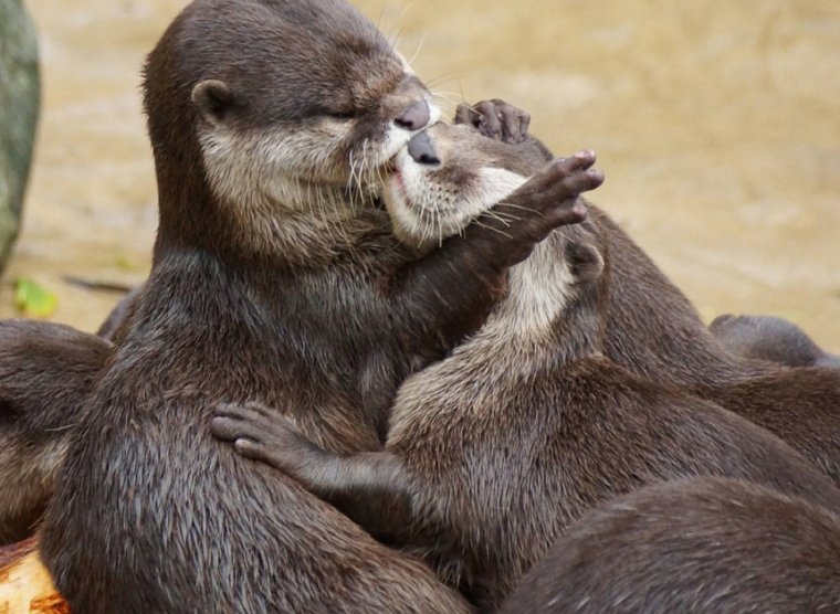Милые обнимашки выдры