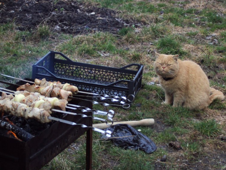 Шашлыки на даче смешное