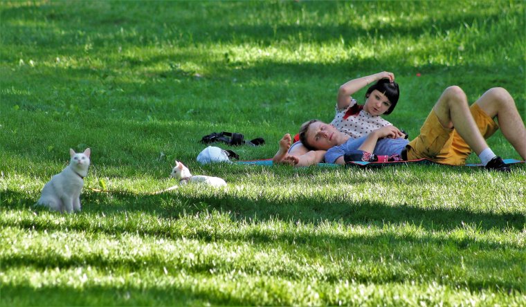 Пикник с питомцем