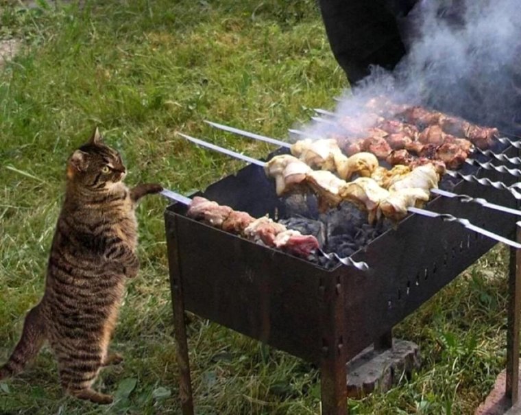 Кот жарит шашлык