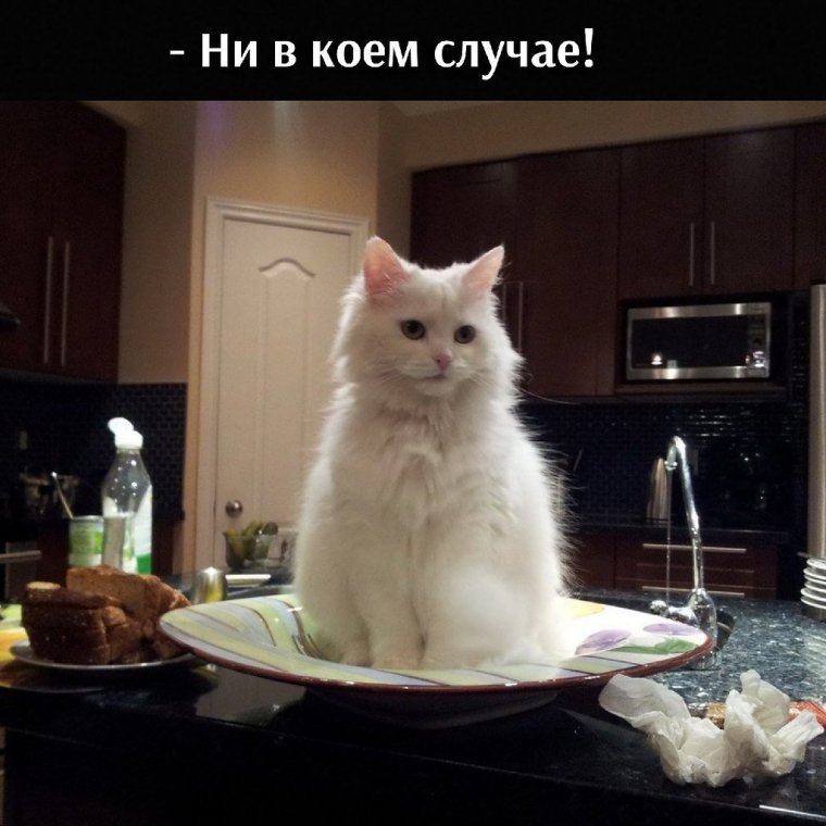 Кошка сидит за столом