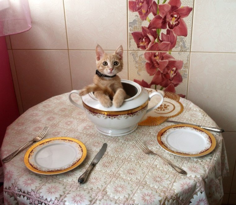 Котенок в тарелке