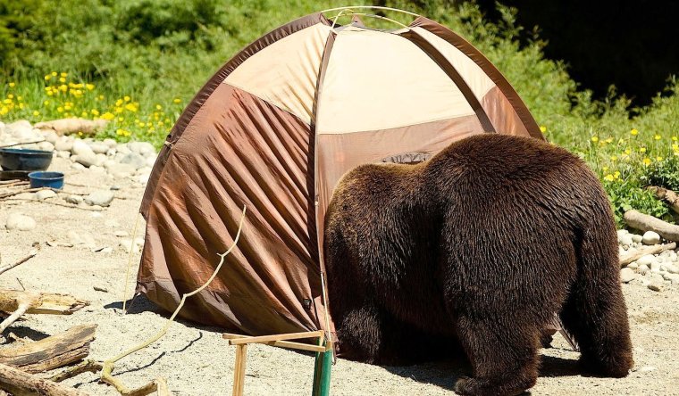 Палатка медведь