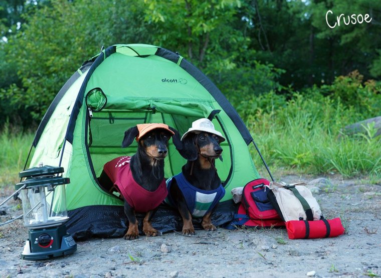 Смешные палатки