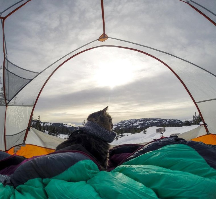 Коты в походе