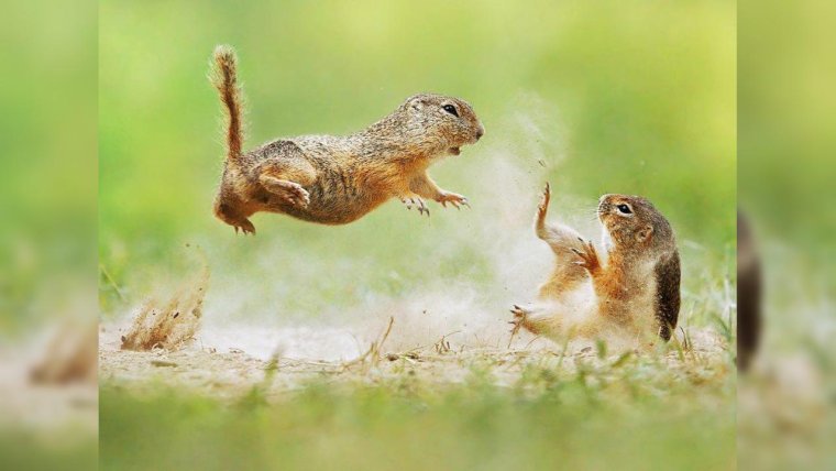 Фотограф Julian rad