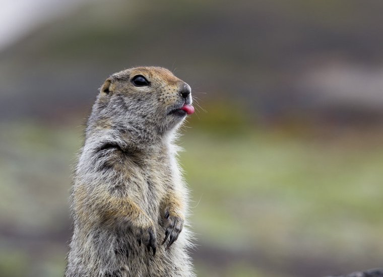 Суслики смешные