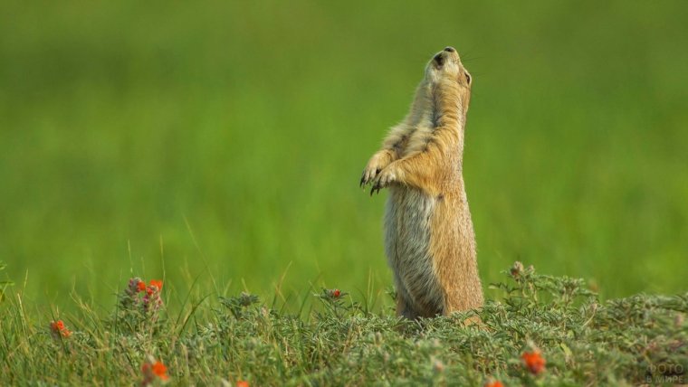 Животные степи Луговая собачка