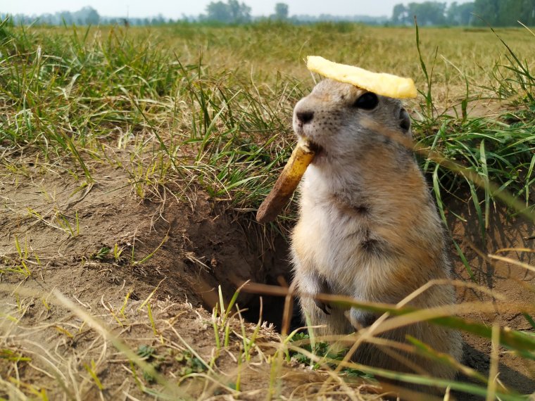 Желтый суслик ареал