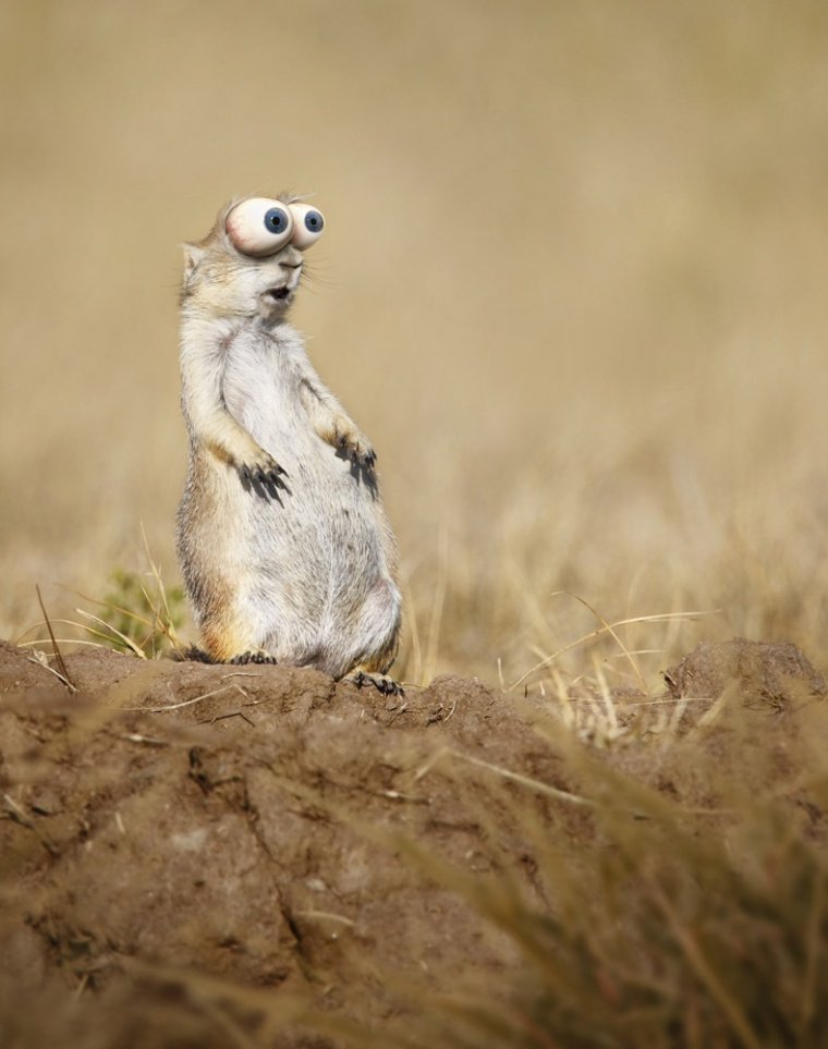 Суслик забавный