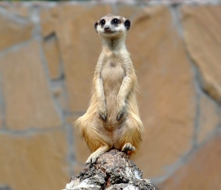 Суслик и сурикат