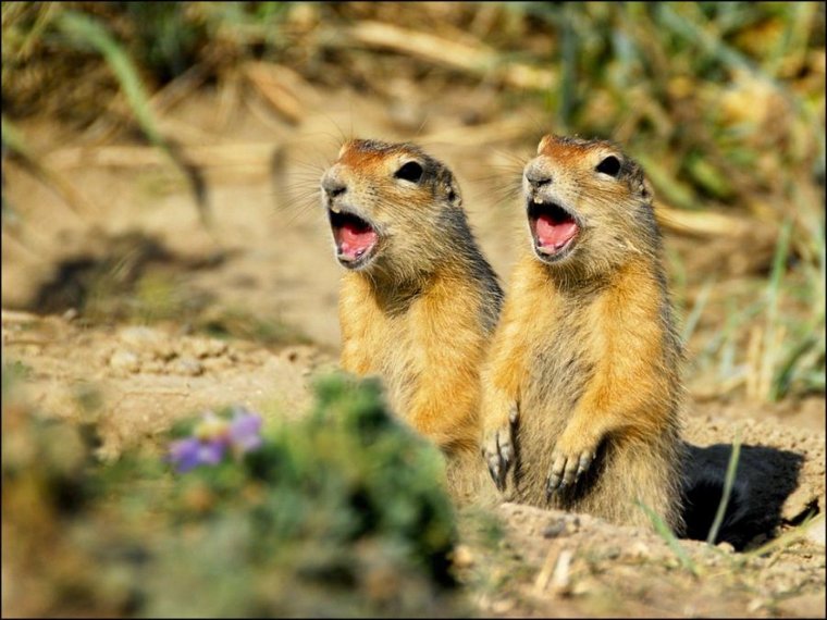 Два суслика