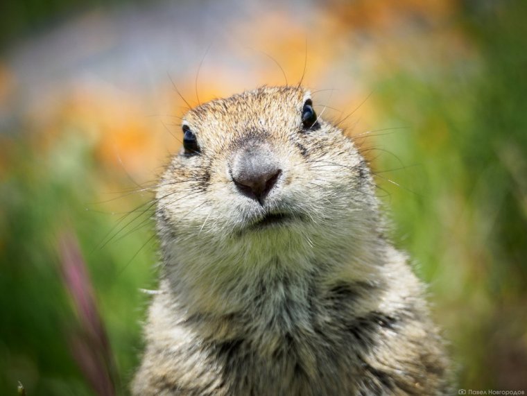 Поляна Эммануэля суслики
