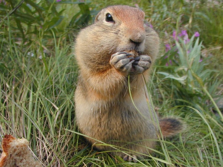 Суслик толстый толстый толстый и сплющиный и смешной