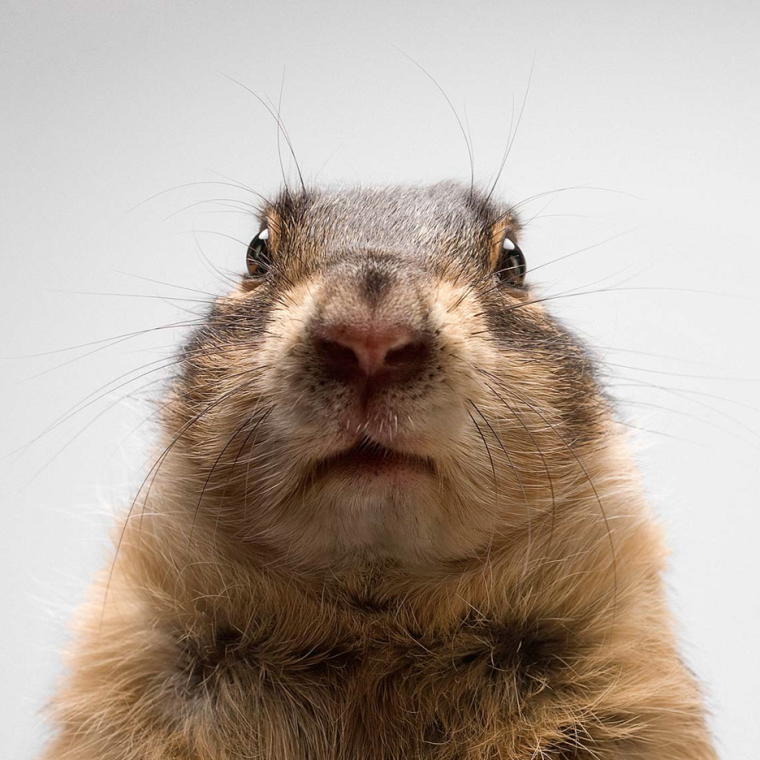 Суслик УГАРНЫЙ