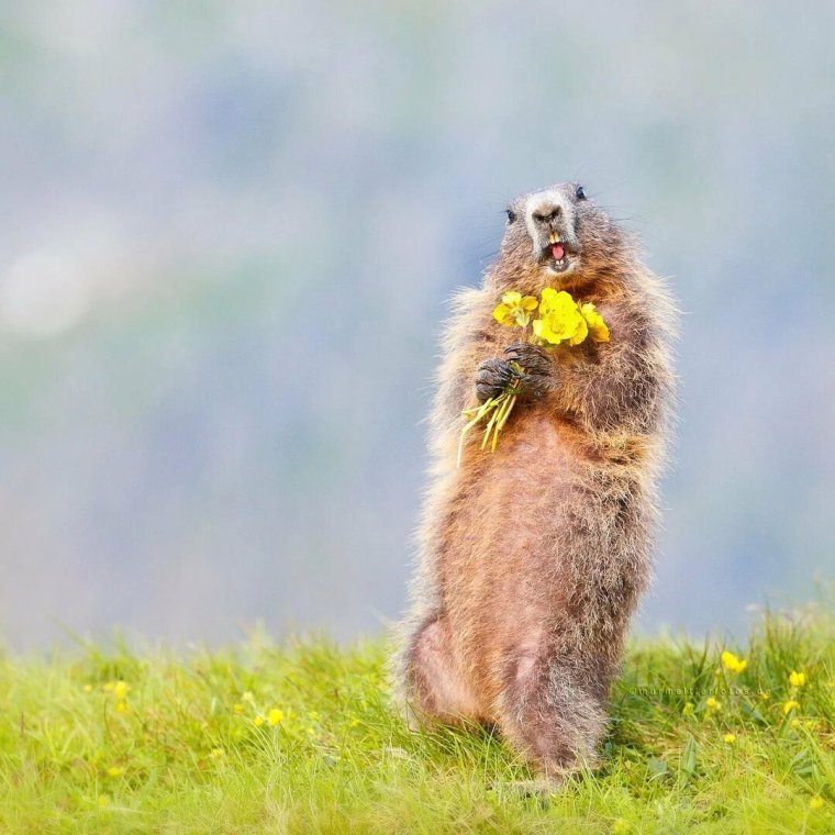 Сурикаты суслик Байбак