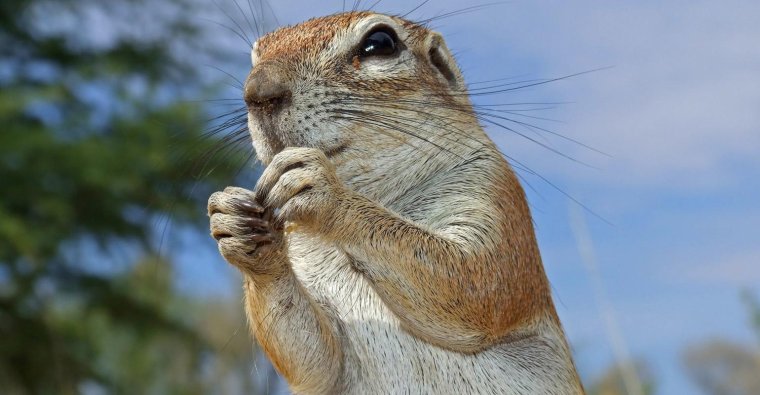 Хитрый суслик