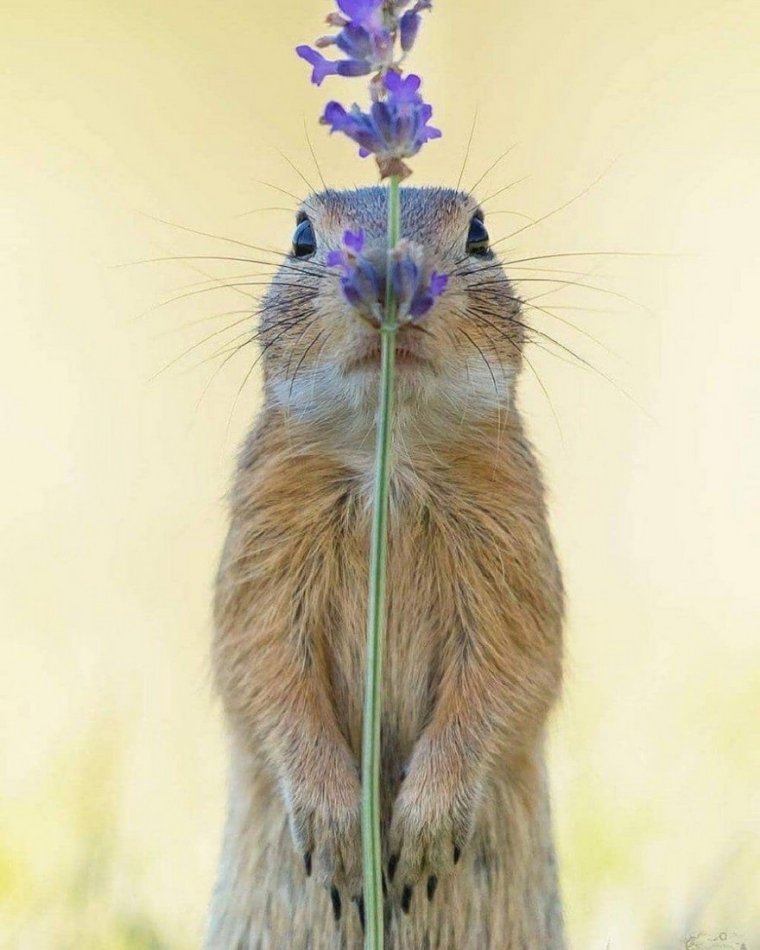 Веселый суслик