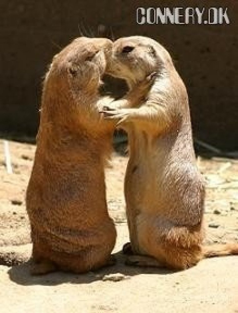 Суслики смешные