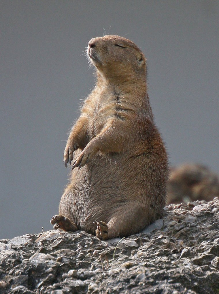 Суслик полевой