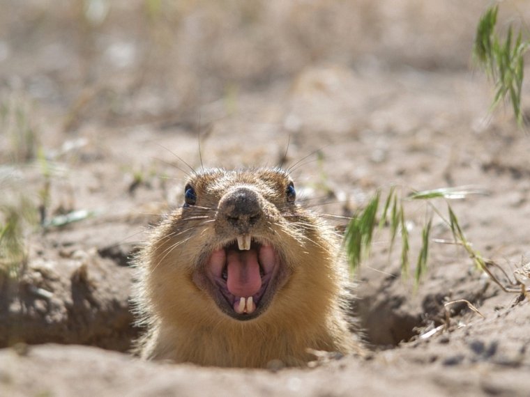 Орущий суслик