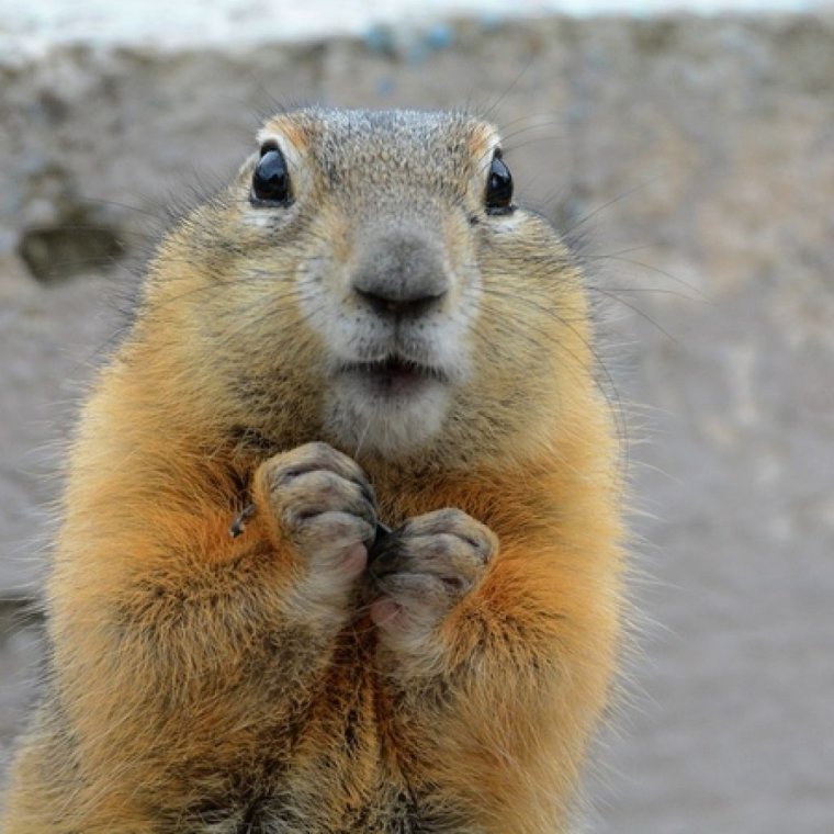 Суслик забавный