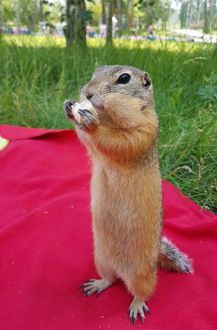 Суслики смешные