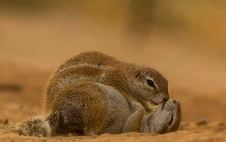 Желтый суслик Spermophilus fulvus