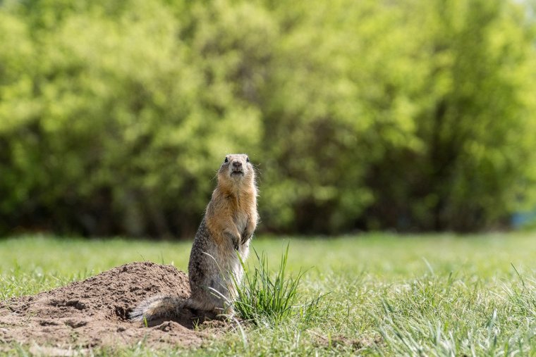Суслик зевает