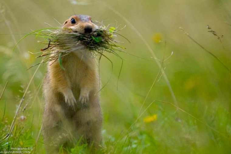 Веселый суслик