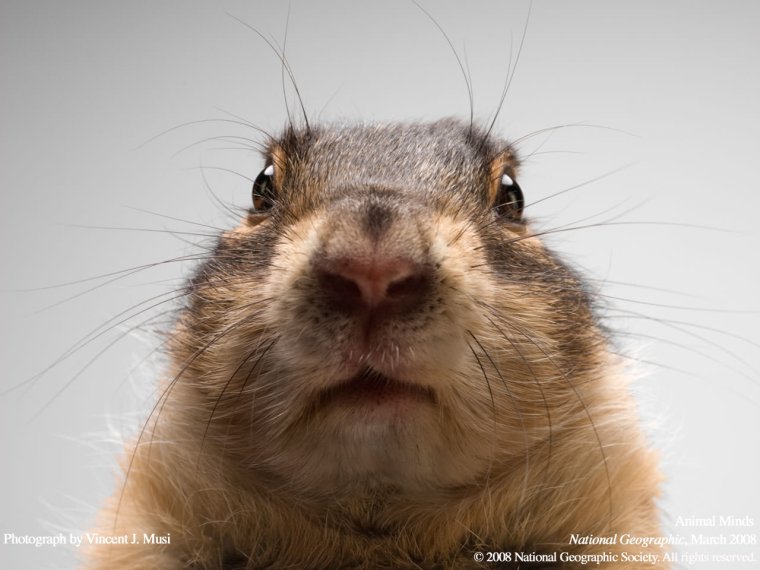 Сурок испугался