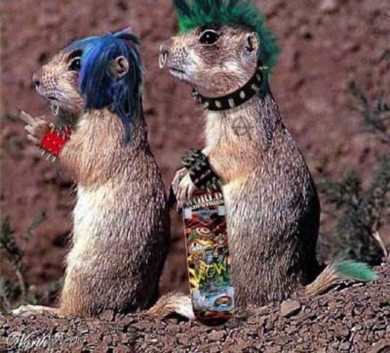 Суслик бухает