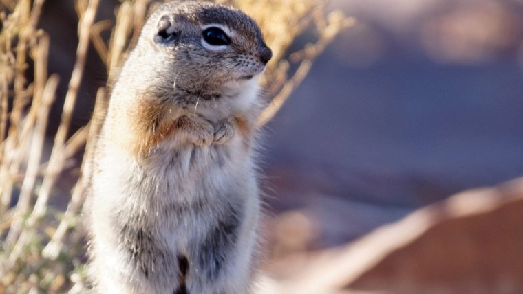 Суслик метал Фэмили