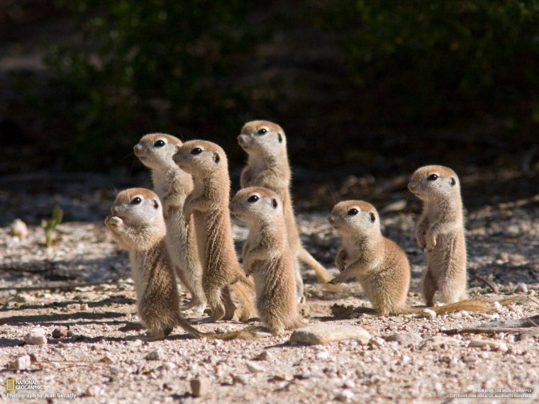 Ютасская Луговая собачка