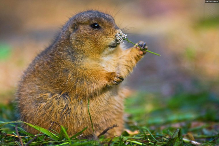 Сибирский суслик