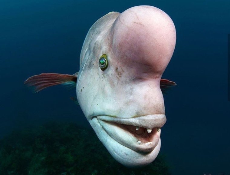 Самые смешные рыбы