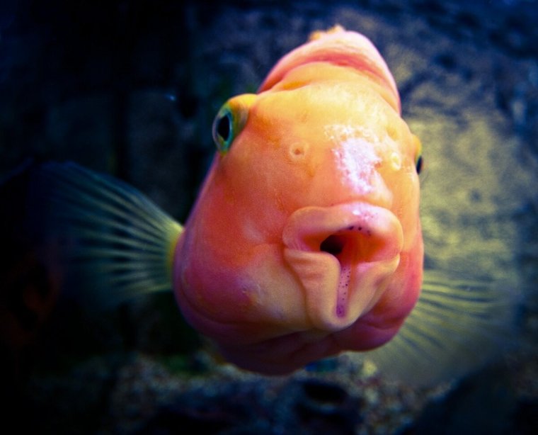 Самые смешные рыбы