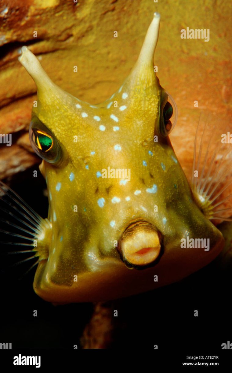 Самые смешные рыбы