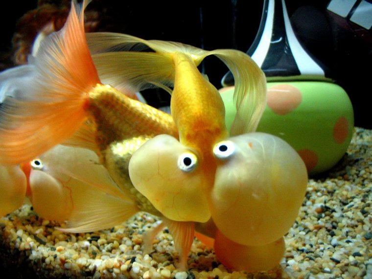 Рыба Пиранья