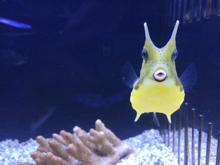 Самые смешные рыбы