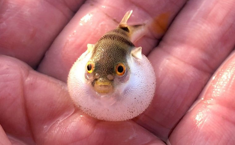 Страшная смешная рыбка